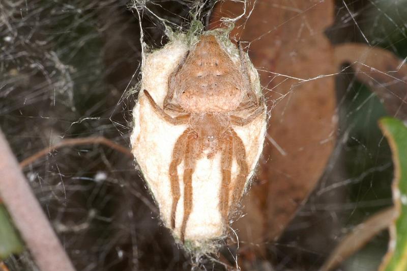 Cyrtophora_exanthematica_D4095_Z_90_Alexandra hills Brisbane_Australie.jpg